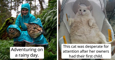 31 Photos Proving That Cats Are A Gift To Humanity And We Don't Deserve Them