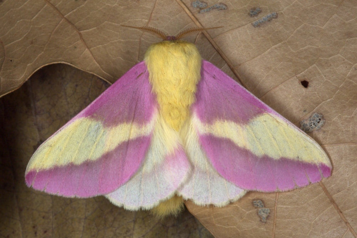 The beautiful moth gets it's name of 