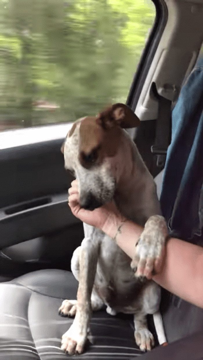 As she drove, one of the pups reached out his paw and grabbed her hand.