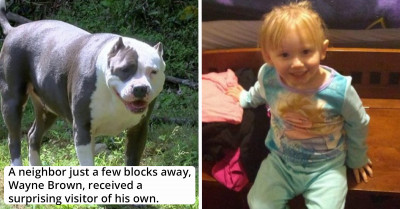 Bravest Pit Bull Has Been Protecting Toddler Who Had Been Missing For Two Days