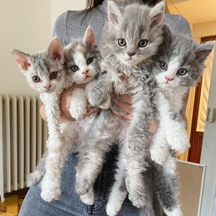 These four adorable kittens are melting hearts all over social media. 