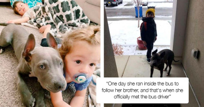 Dog Wins Over Heart For Seeing Off And Welcoming Home Her Autistic Brother To And From School Every Day