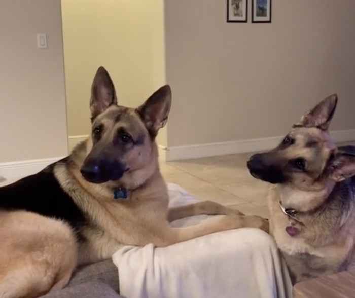 But those perky ears tell us that there's no hiding from these two. They paid attention to everything that was being said, and they were so tense from all the excitement!