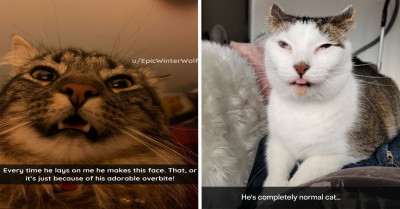 These Cats Will Leave You Trying To Decide If You Should Laugh Or Scratch Your Head In Confusion (50+ Pictures)