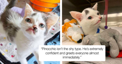 Kitten Born With A Twisted Face Just Wants To Be Loved