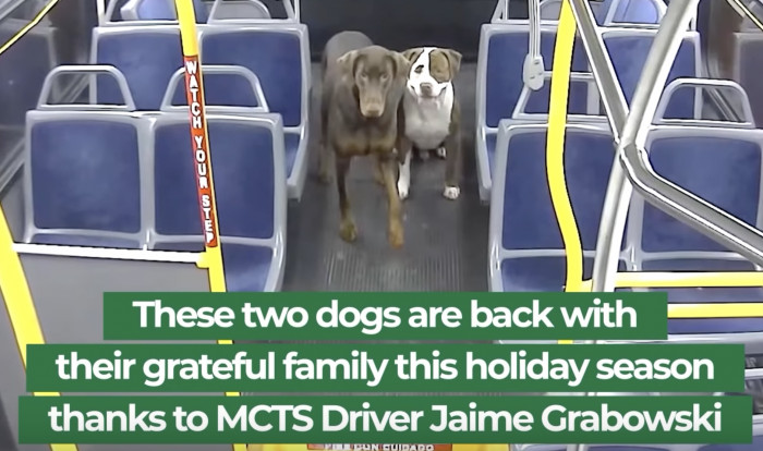 Their owners extended their gratitude for Jamie, the police officers, the MADACC, and everyone involved in the return of their prodigal pups just in time for the holidays.