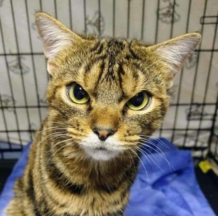 The rescue affectionately called the cat Giggles and began looking for his owner. Despite his angry face, Giggles was quick to show his gratitude with lots of cuddles.