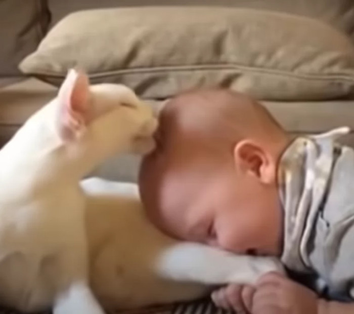 The video shows how the cat was affectionately sniffing and licking the baby's head, like he's grooming a kitten. 