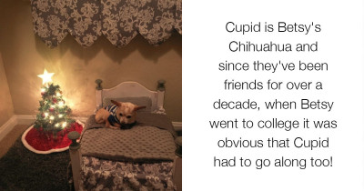 College Student Creates A Tiny Bedroom For Her Doggo To Feel At Home