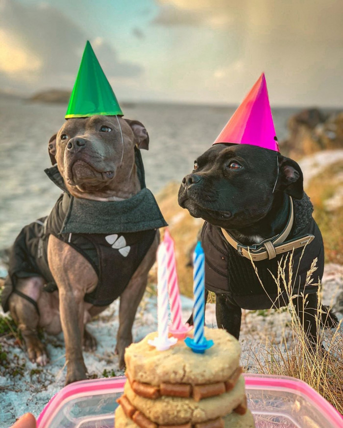 3. Celebration is better with pupper pals.