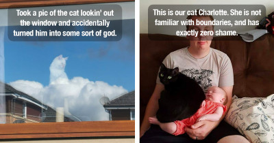 Hilarious Pics That Perfectly Portray Cats And Their Character