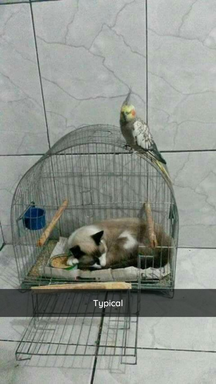 14. They fight like cats and birds.