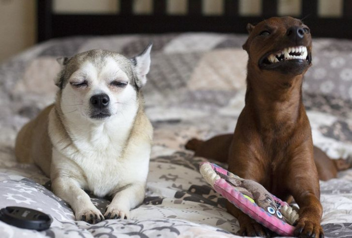 20. Look at their wacky faces!