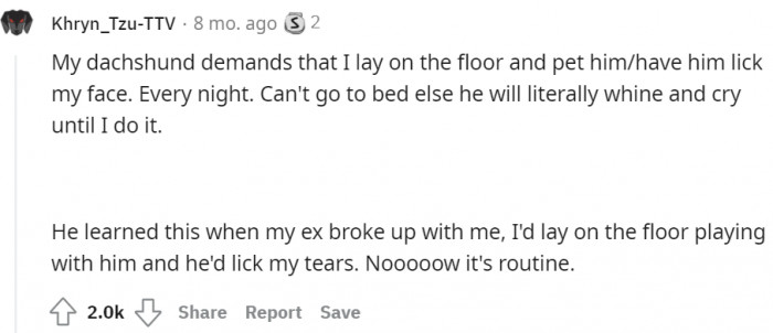 This dachshund wants his owner to pet him every night.