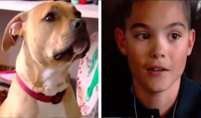 Ember is a female pit bull mix who was found alone on the streets