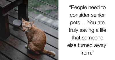 The Perks Of Adopting An Older Pet