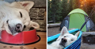 37 Dogs Living The Best Life As Seen On Instagram Giving Us Mad FOMO