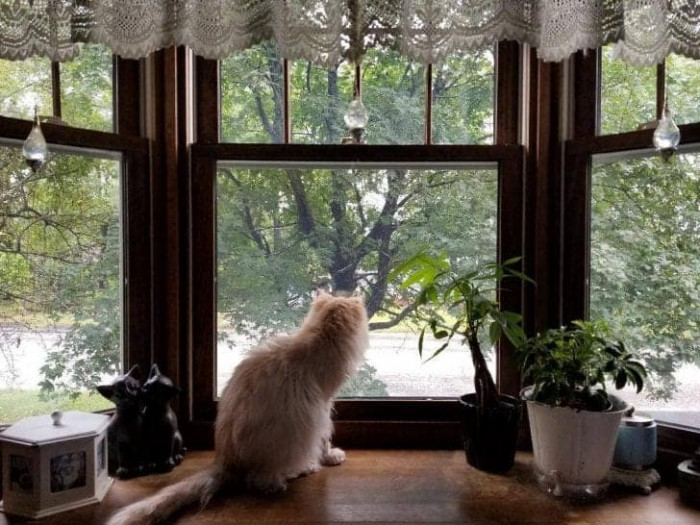 Frisbee also tested positive for FIV—which explains why some shelters might have abandoned him. Fortunately, the MRFRS did not have the heart to do that to him.