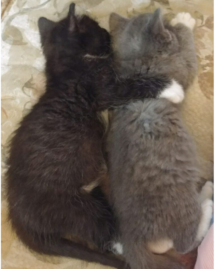 They cuddle with each other.