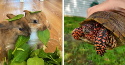 22 Times When Animals Were Too Pawfect To Be Real That They Simply Had To Be Shared With Everyone