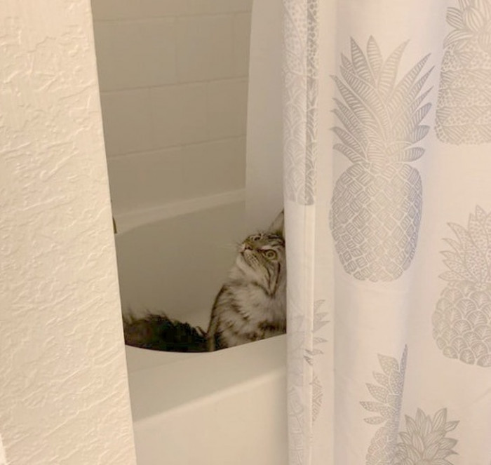 “Benny recently learned that the acoustics in the shower amplify his voice. His concerts start at 4 AM and last until everyone in the house is up with him.”