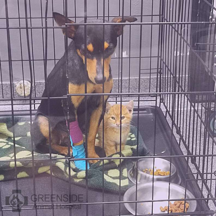 Anne and Ginger Are Sharing the Same Crate Full Time