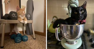 22 Photos Show That Cats Can Sleep and Chill Wherever They Want, and No Human Can Stop Them