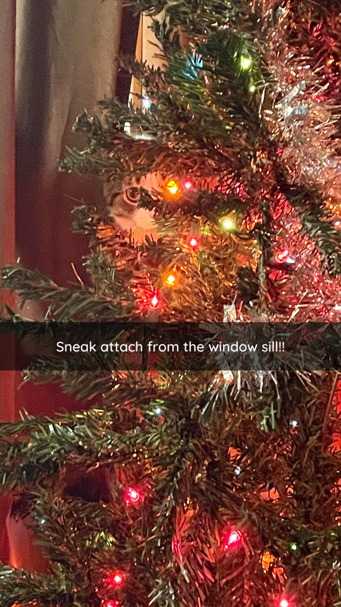26. This cat is getting creative.