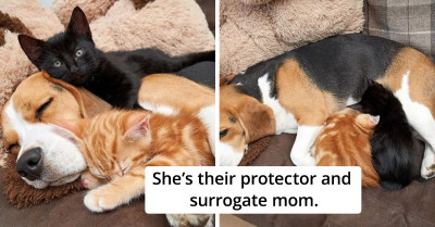 This Beagle Became A Surrogate Mother For Two Kittens, And It's The Sweetest Thing You'll See Today
