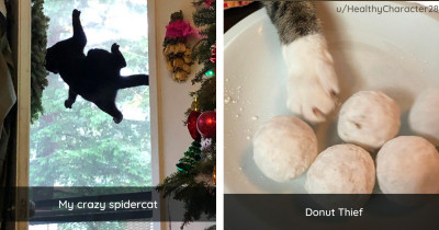 Cats Proving Why Life With Cats Is Truly The Best Life