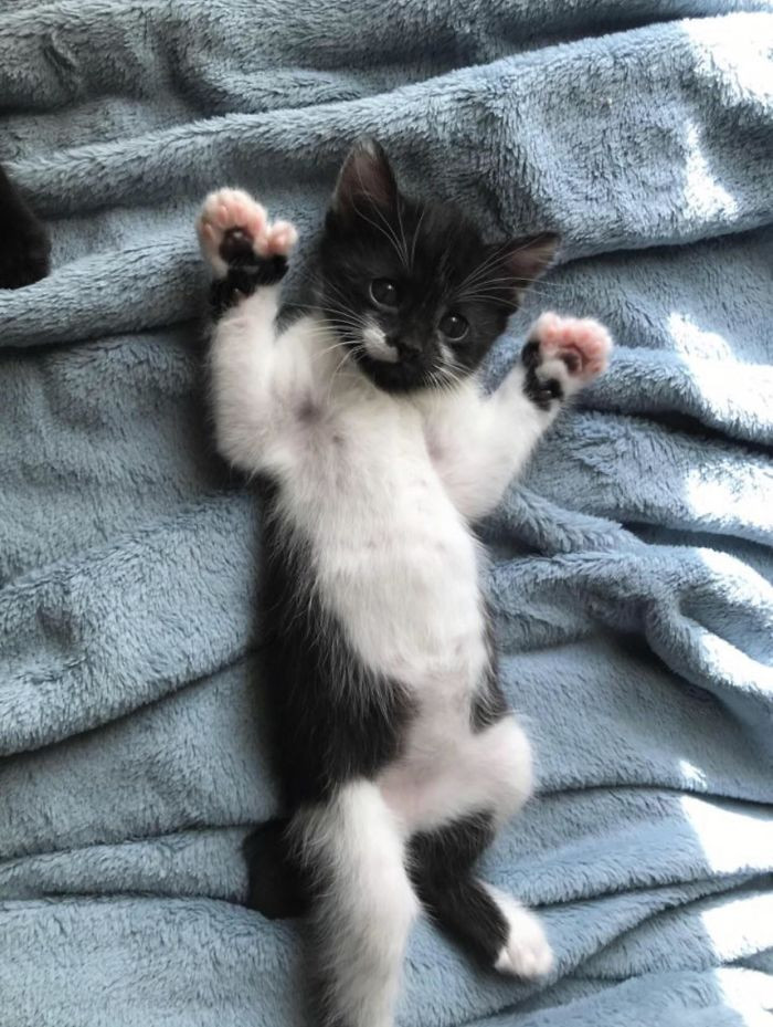 34. A kitty with polydactyl toe beans