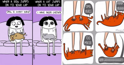 The Most Important Skills Every Cat Owner (Slave) Needs To Master