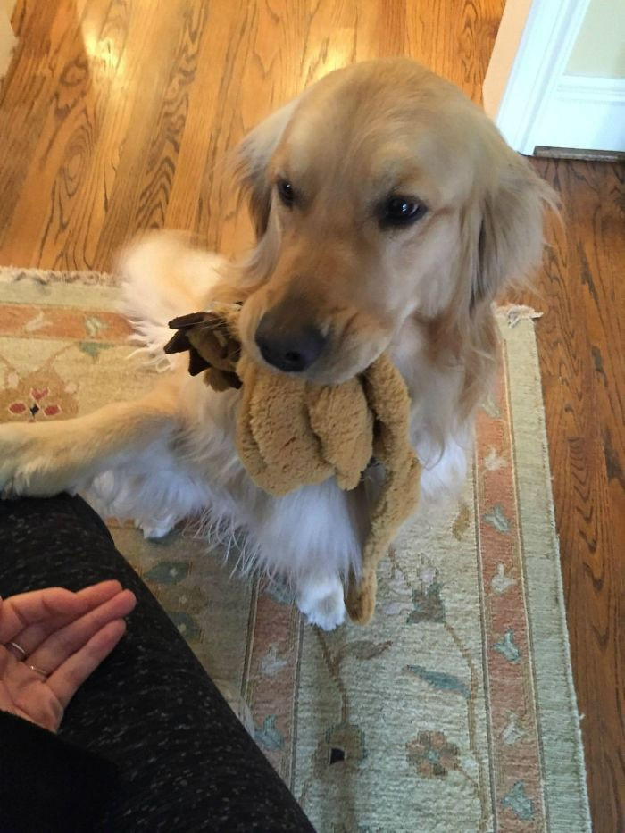 16. “My girlfriend’s Golden HAS to bring a gift to anyone who comes to the door. If she can’t find a toy, she’ll grab her whole bed and drag it across the house or pick up the shoe you just took off and give it back to you.”