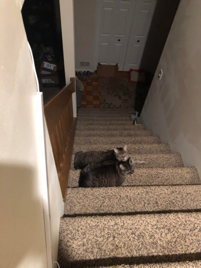 2. "Double Cat Trap trick stairs. Glad I turned on the hall light before heading down the stairs."
