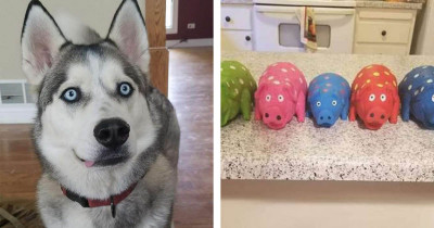 Husky Has An Obsession With Chewing The Tails Off His Toy Pigs