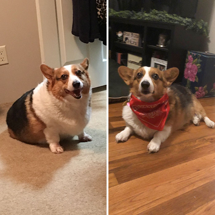 "It Has Taken 2 Years Since We Adopted Her, But Reba Has Dropped More Than Half Her Weight, And I Couldn’t Be More Proud Of Her."
