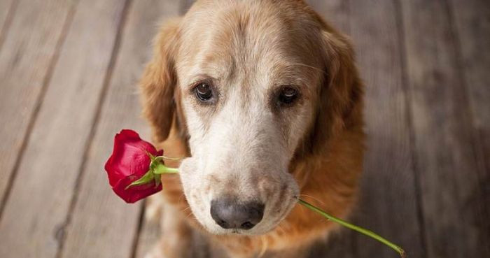 1. Are you seeking companionship?