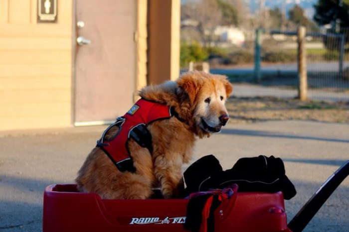 15. “Listen, buddy. I earned a wagon ride.”