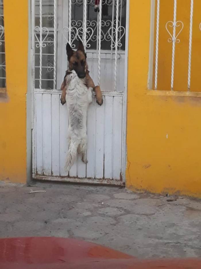 White dog and German shepherd friends standing close together near a gate.
