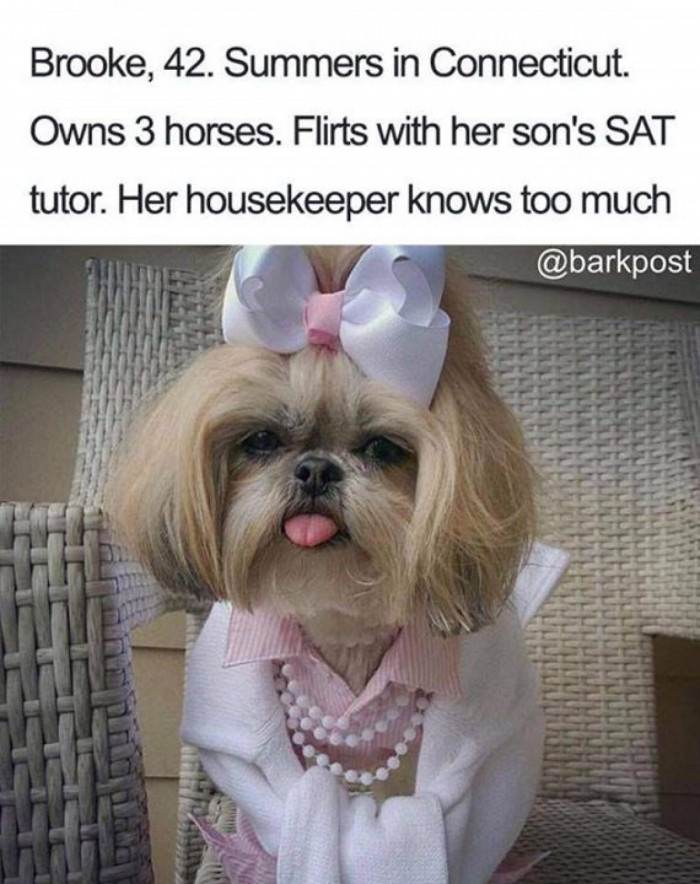 Loyal dog with cozy, fashionable appearance, representing Trevor, Valerie, or Greg