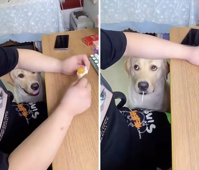 32. A dog was craving a lollipop and then puzzled about what to do with it.