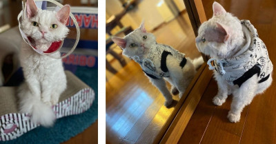 Judgmental Cat Always Looks At You Like She's Judging You