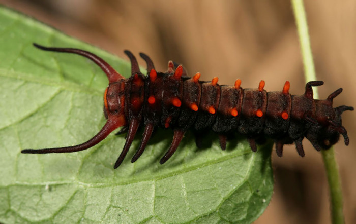 16. Pipevine Swallowtail Before