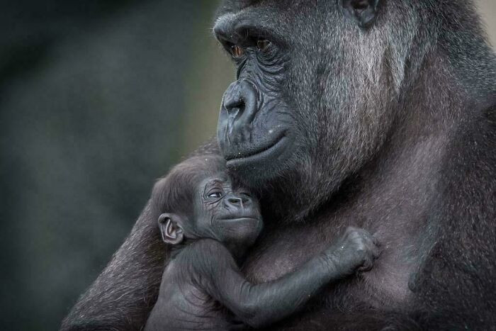 24. A Baby Gorilla And It's Mother