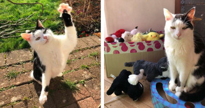 Adorable Cat Insists On Taking Its Toys When It Goes Out On Adventures