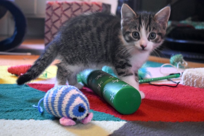 Reunited missing cat resting near festive holiday lights, family nearby.