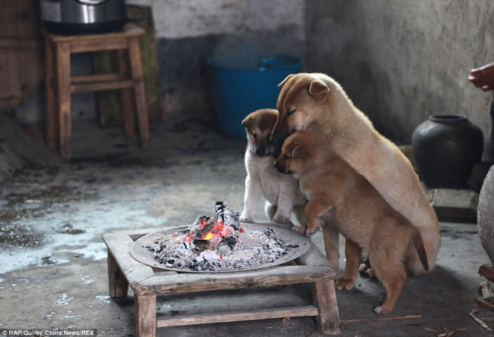 Dogs gather around the fire pit 