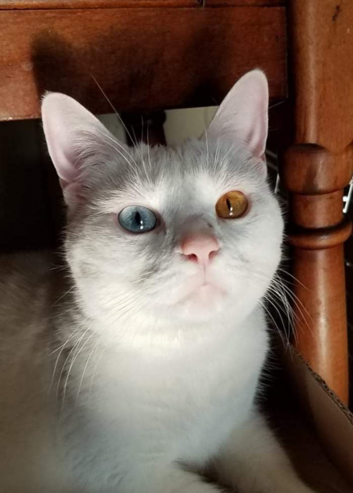"Our deaf boy, Nimbus."