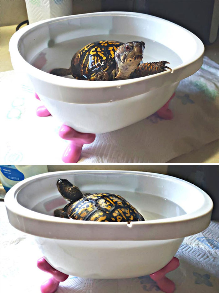 This girl got her turtle a miniature clawfoot tub from Goodwill; now they both can bathe in style.
