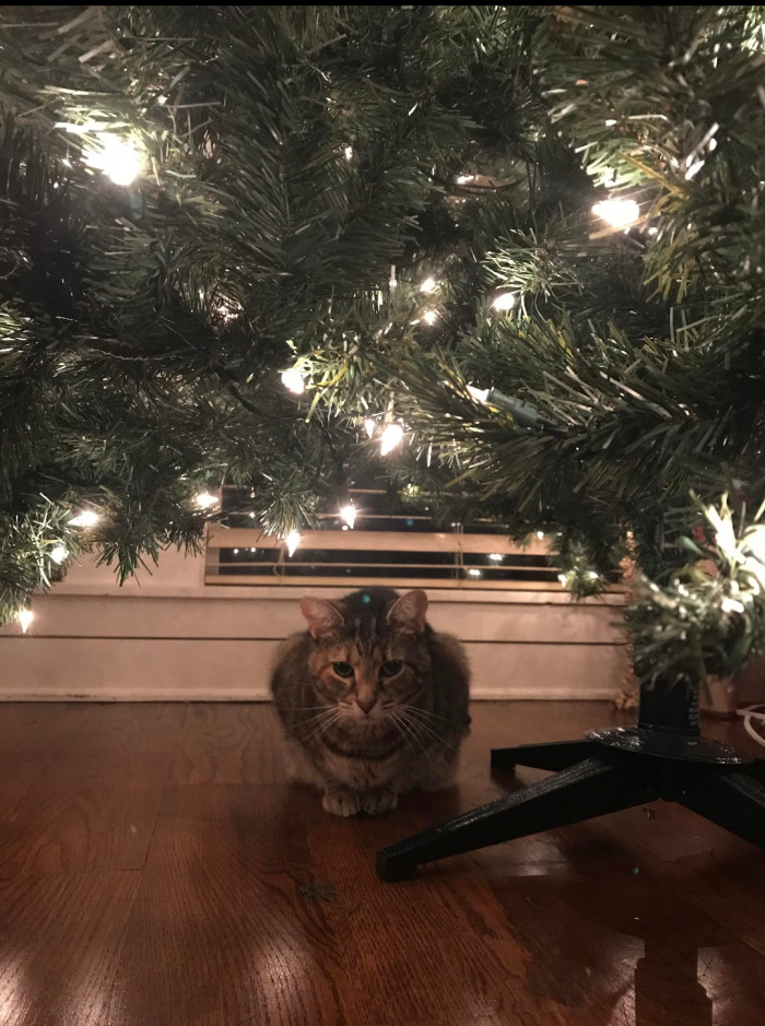 16. "So it begins... (the eating of our Christmas tree.)"